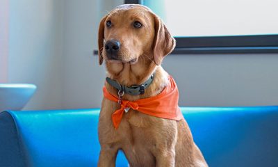 Anis, le chien de l'Uaped