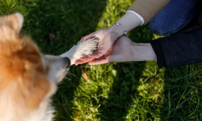 Un chien donne la patte à un humain