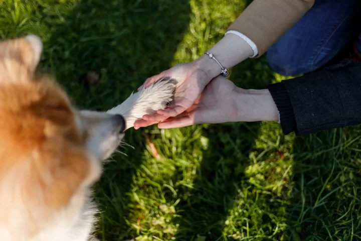 Un chien donne la patte à un humain